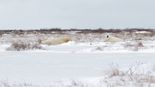 Osos polares tumbados en la nieve — Vídeos de Stock