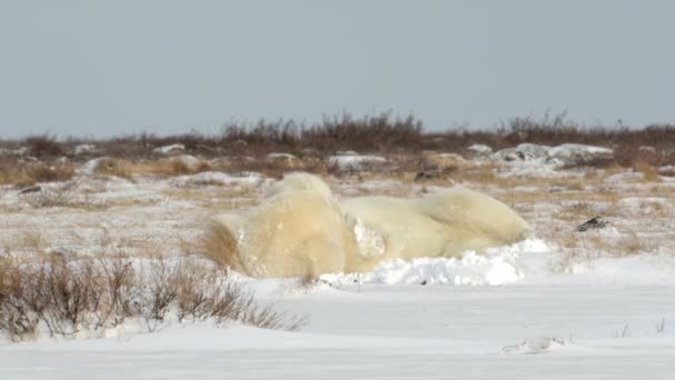 Белые медведи играют на снегу — стоковое видео