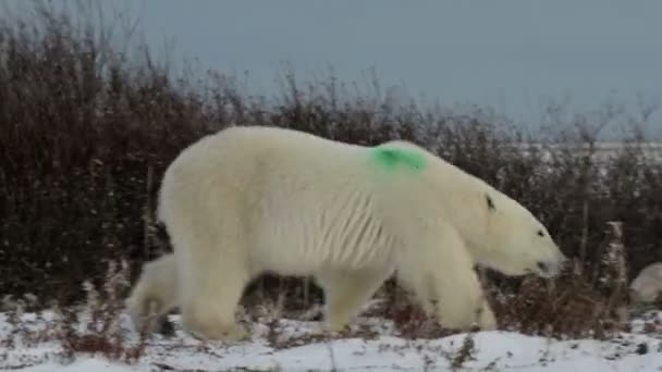 bear walking in arctic landscape