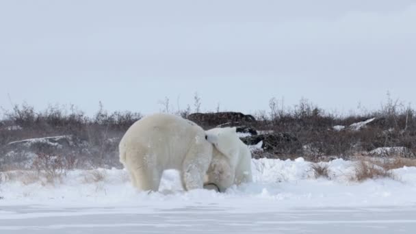 Polar bears játszott a hó — Stock videók