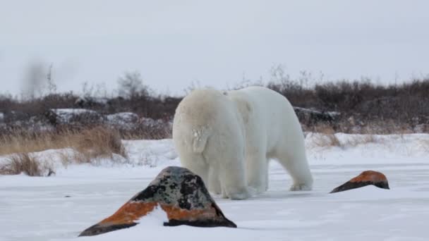 Белые медведи играют на снегу — стоковое видео