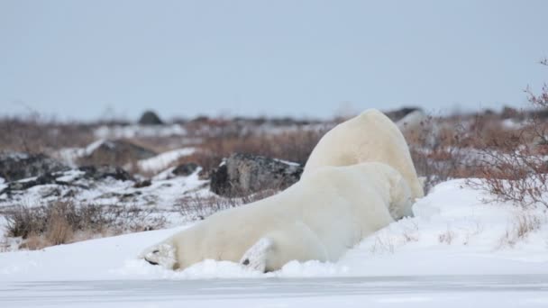 Osos polares tumbados en la nieve — Vídeo de stock