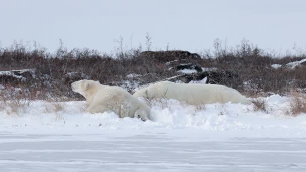 Osos polares durmiendo en la nieve — Vídeo de stock