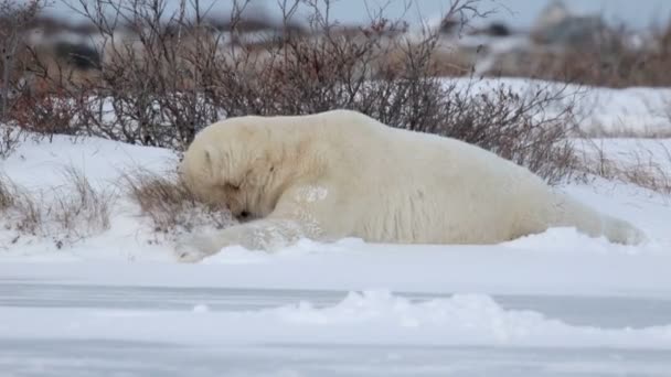 Ours polaire mangeant de l'herbe — Video