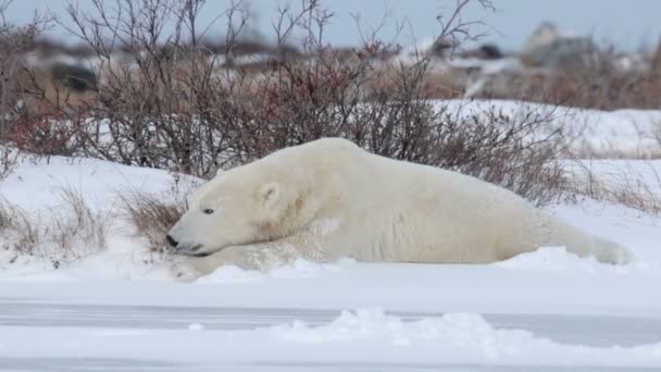 Polar bear eten van gras — Stockvideo