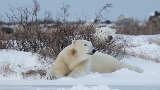 polar bears lying on snow