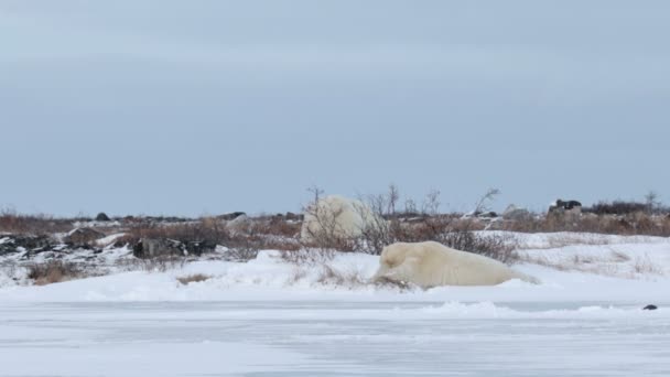 Eisbären im arktischen Feld — Stockvideo