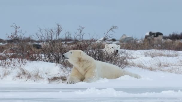 Osos polares tumbados en la nieve — Vídeo de stock