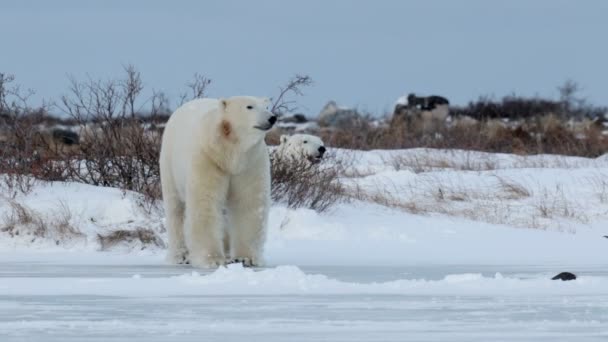Белые медведи лежат на снегу — стоковое видео