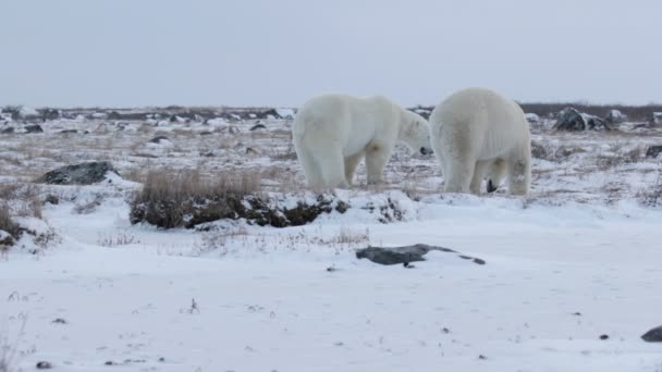 Ours à la recherche de nourriture — Video