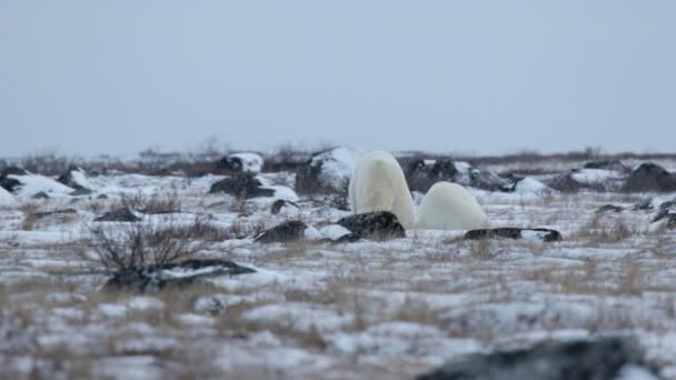 Білі ведмеді лежать на снігу — стокове відео