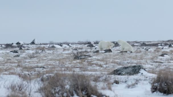 Bears sitting in arctic field — Stock Video