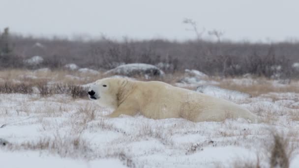 Orso polare sdraiato sulla neve — Video Stock