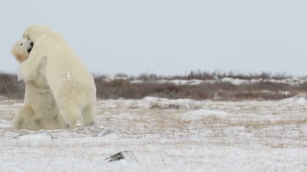 Ursos polares brincando na neve — Vídeo de Stock
