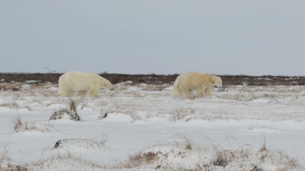 Ursos caminhando pelo campo ártico — Vídeo de Stock