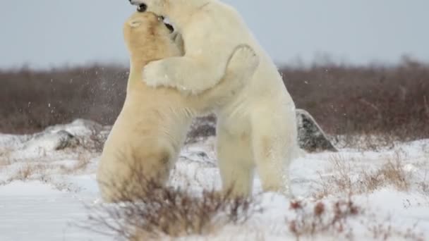 Osos polares luchando en la nieve — Vídeo de stock