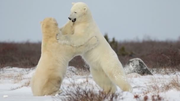 Osos polares luchando en la nieve — Vídeo de stock