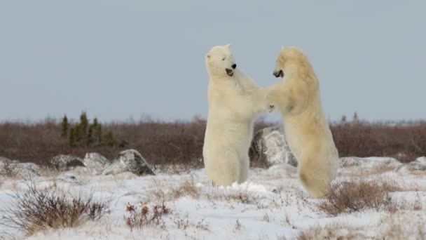 Osos polares luchando en la nieve — Vídeo de stock