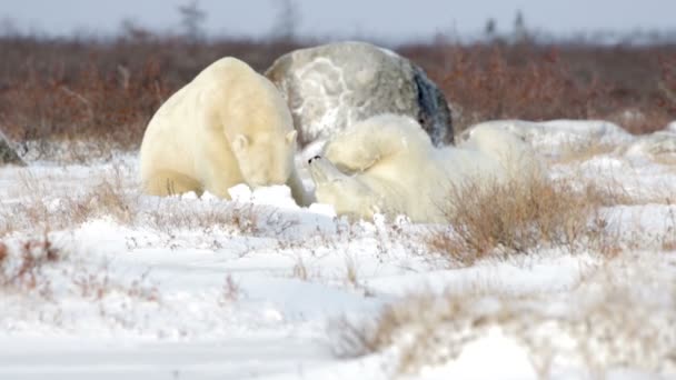 Osos polares jugando en la nieve — Vídeos de Stock