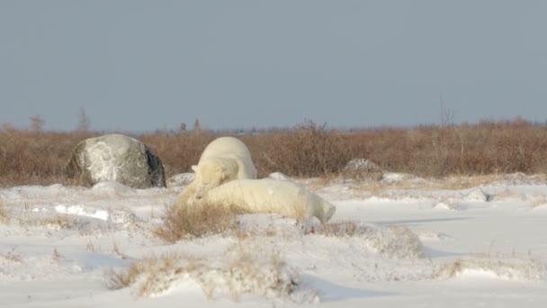Polar bears fighting on snow — Stock Video