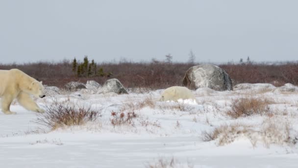 Polar bears in arctic field — Stock Video