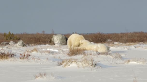 Isbjörnar kämpar på snö — Stockvideo