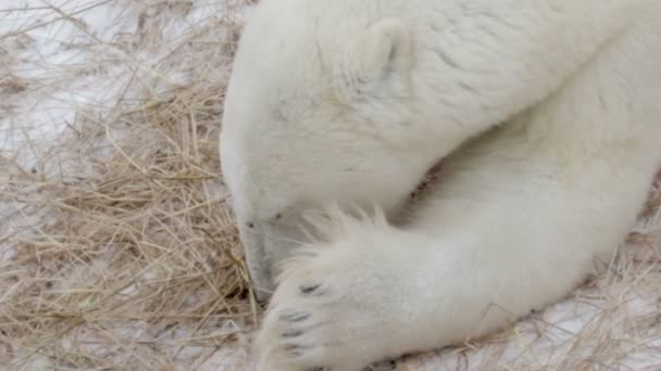 Oso polar comiendo hierba — Vídeos de Stock