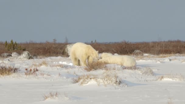 Isbjörnar spelar på snö — Stockvideo