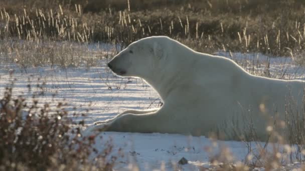 Bear sniffing something — Stock Video