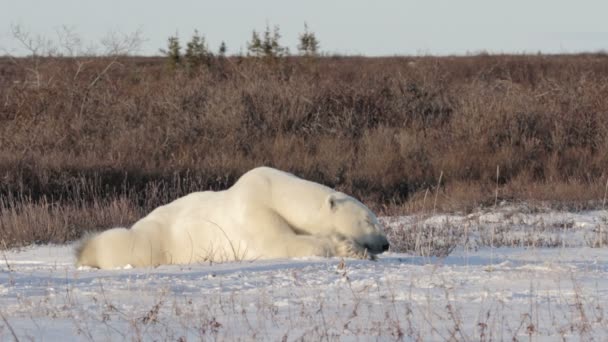 Isbjörn sova — Stockvideo