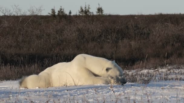 Πολική αρκούδα κοιμάται — Αρχείο Βίντεο