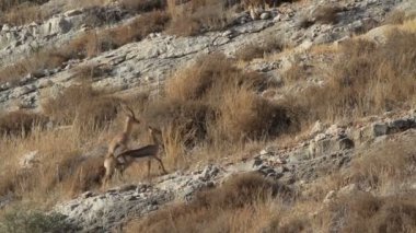 Tepe üzerinde eşleştirme ceylan