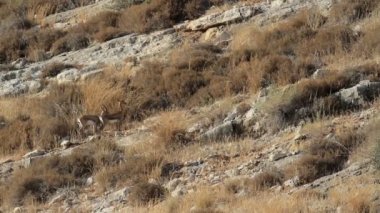 Tepe üzerinde eşleştirme ceylan