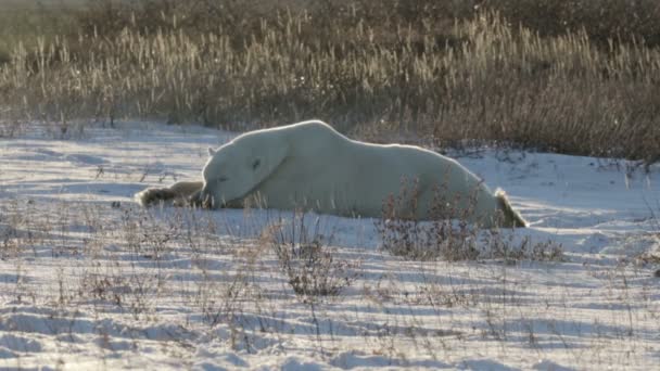 Eisbär schläft — Stockvideo