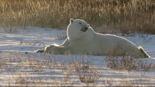 Polar bear lying on snow — Stock Video