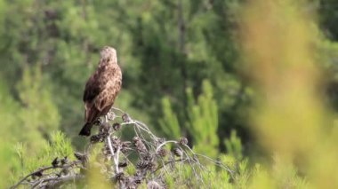 Kuş bitki üzerinde oturur