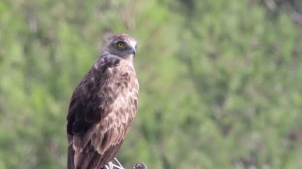 Oiseau assis sur la branche — Video