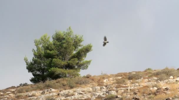 Korte toed eagle vliegen — Stockvideo
