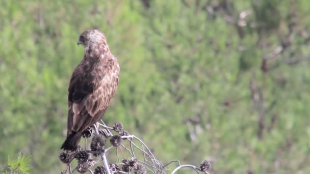 Uccello siede sulla pianta — Video Stock