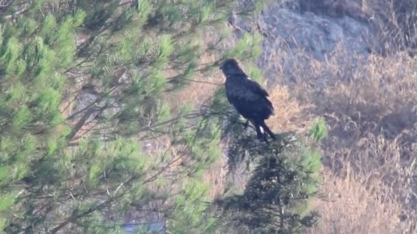 El pájaro se sienta en el pino — Vídeos de Stock