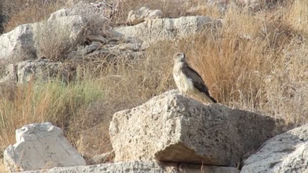 El pájaro se sienta en piedra — Vídeo de stock