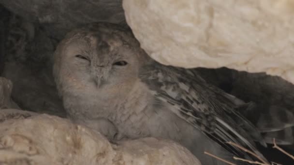 Owl sits in burrow — Stock Video
