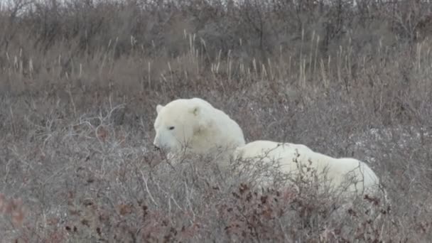 北极熊在撒谎 — 图库视频影像