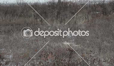 Kutup manzara içinde uyuyan ayı