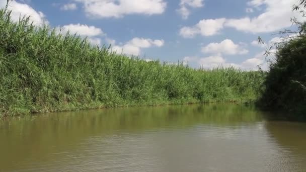 Hombre navegando en kayak — Vídeos de Stock