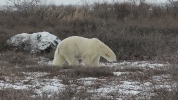 Polar bear looking for food — Stock Video