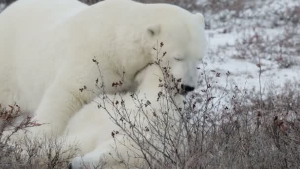 polar bears playing on snow