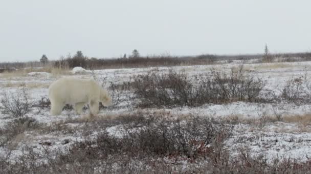 Polar bear liegen — Stockvideo