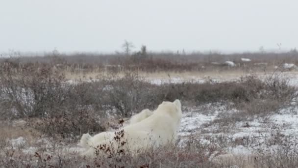 Osos polares jugando en la nieve — Vídeos de Stock