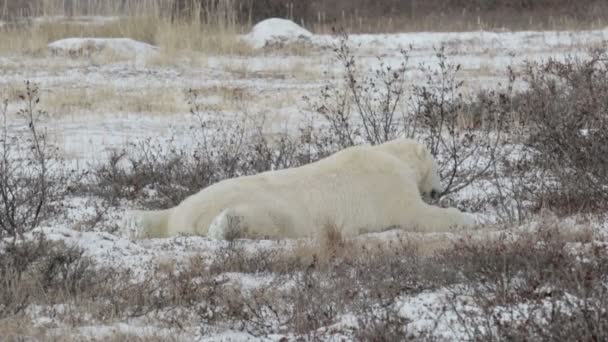 Oso polar comiendo hierba — Vídeos de Stock